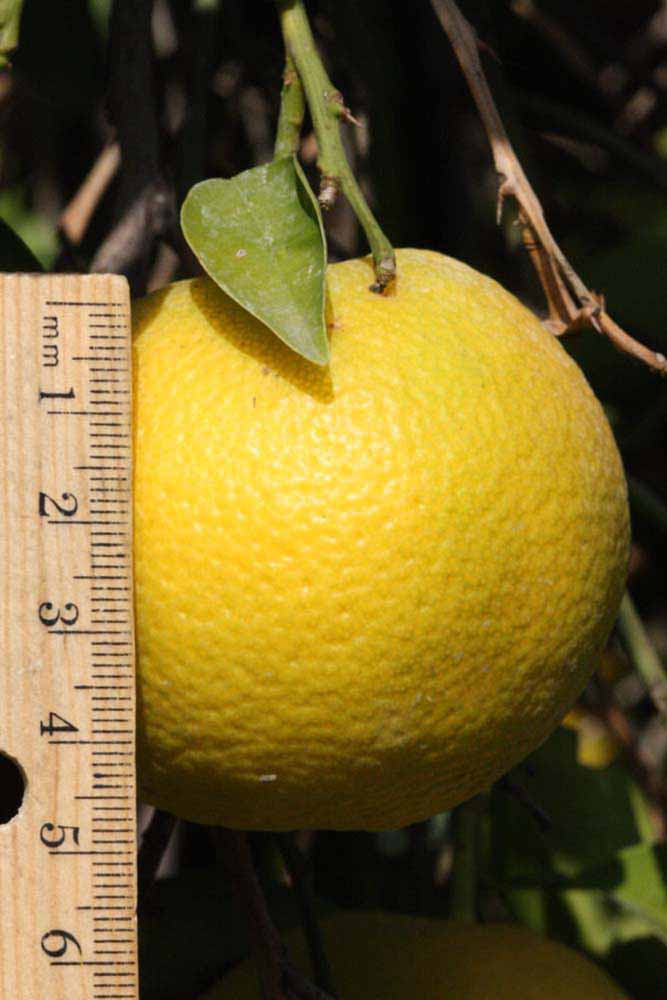            Fruit (Riverside, CA)   